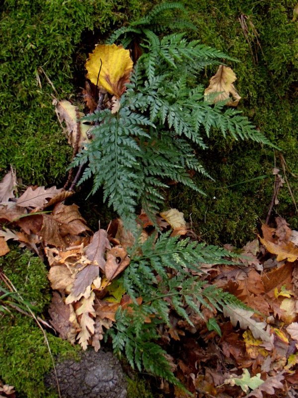 Asplenium sp. (adiantum-nigrum?)